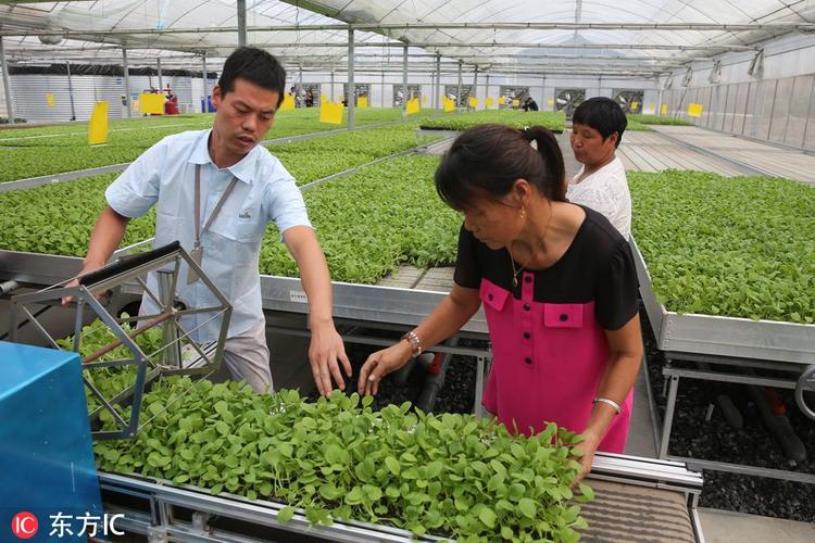 上海交大團隊研發先進技術 生產無病菌零農藥生態雞毛菜